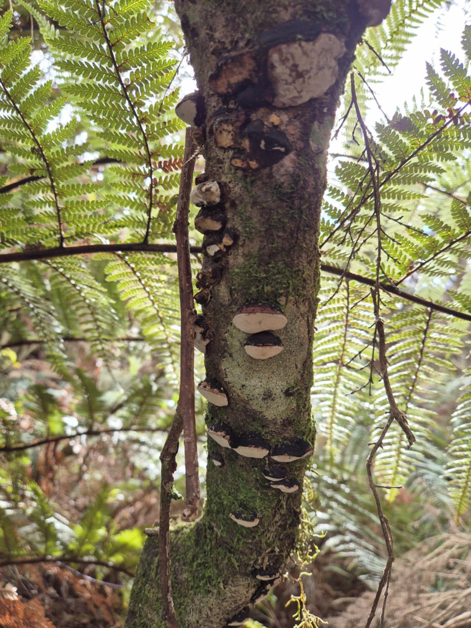 The Nurture School mushroom